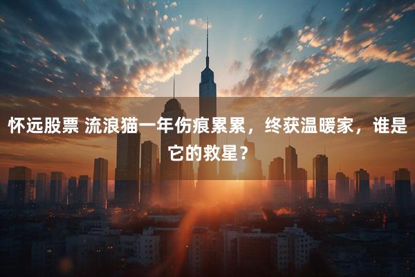 怀远股票 流浪猫一年伤痕累累，终获温暖家，谁是它的救星？